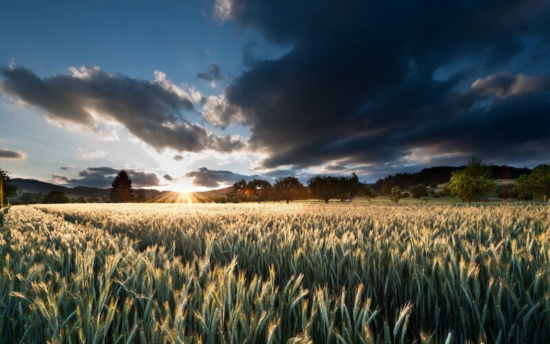 Wheat Field at Sunset — Blue, Dramatic, Photograph, Sun