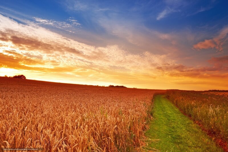 Wheat Field at Sunset — Blue, Serene, Photograph, Path
