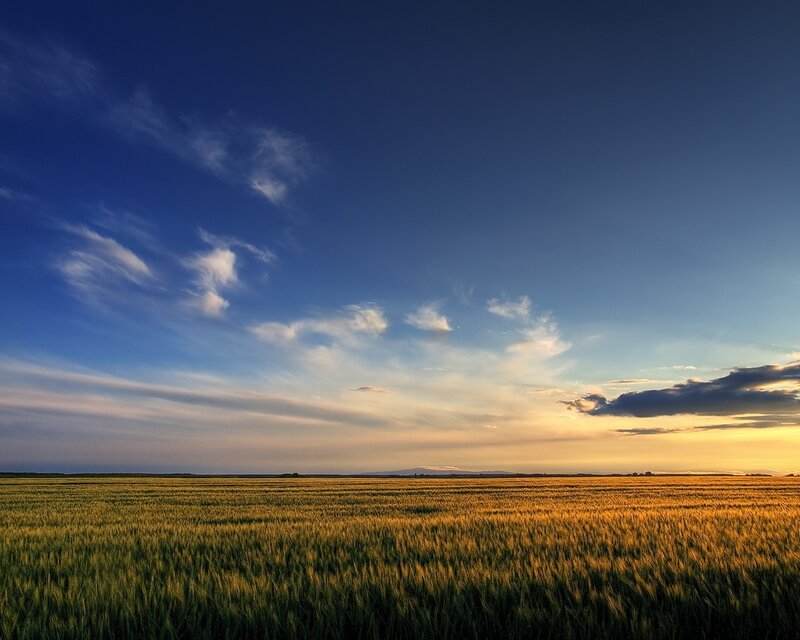 Wheat Field at Sunset — Blue, Serene, Photograph, Sky