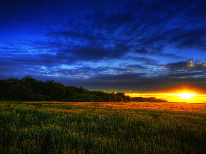 Wheat Field at Sunset — Blue