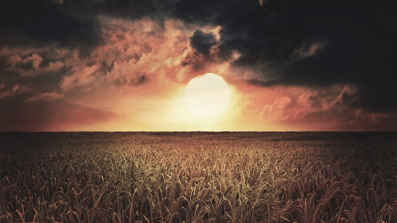 Wheat Field at Sunset — Brown, Dramatic