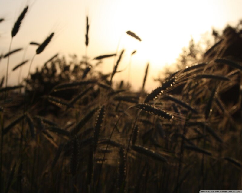 Wheat Field at Sunset — Brown, Serene, Photograph, Sun