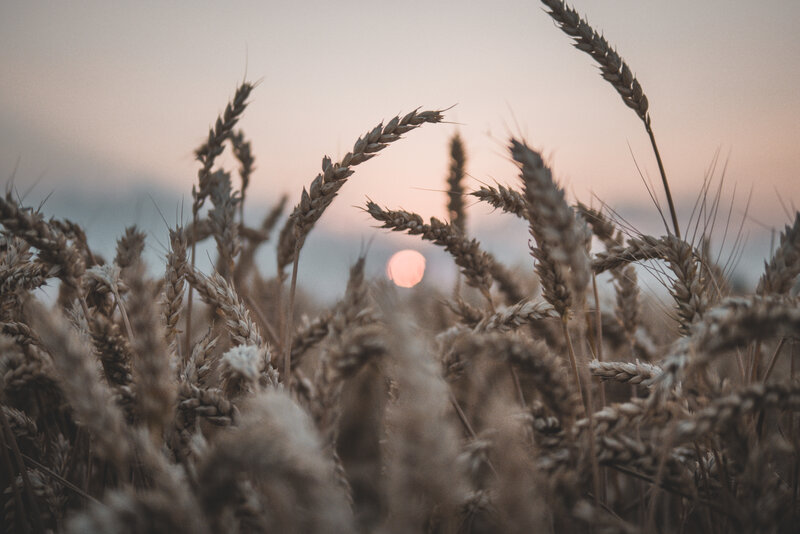 Wheat Field at Sunset — Brown, Serene, Photograph