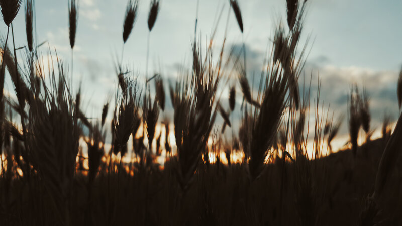Wheat Field at Sunset — Brown, Serene