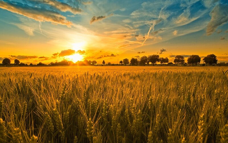 Wheat Field at Sunset — Clouds