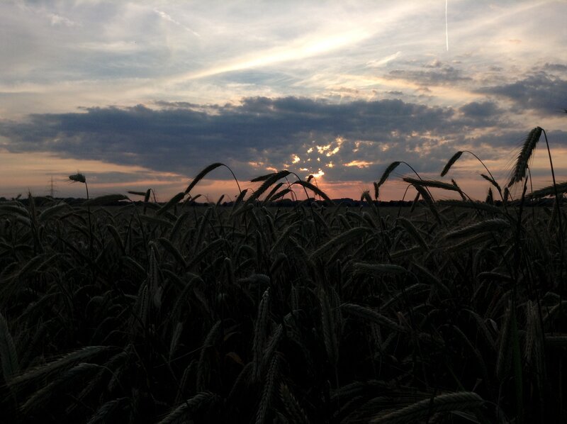 Wheat Field at Sunset — Dark Green