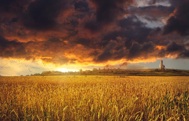 Wheat Field at Sunset — Gold, Dramatic, Photograph, Clouds, Birds