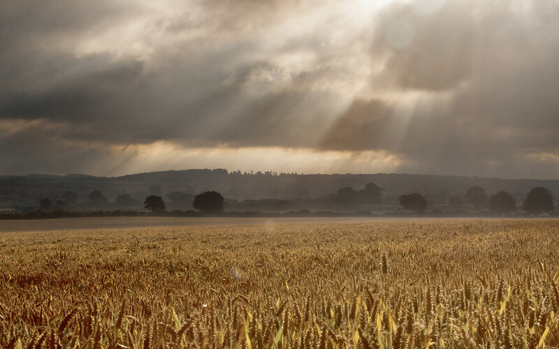Wheat Field at Sunset — Gold, Dramatic, Photograph, Clouds, Hills