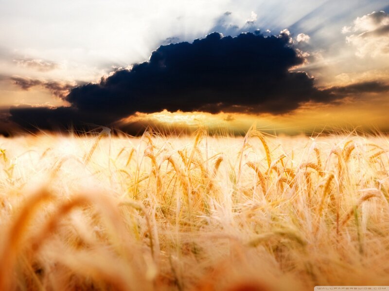 Wheat Field at Sunset — Gold, Dramatic, Photograph, Clouds, Sunlight