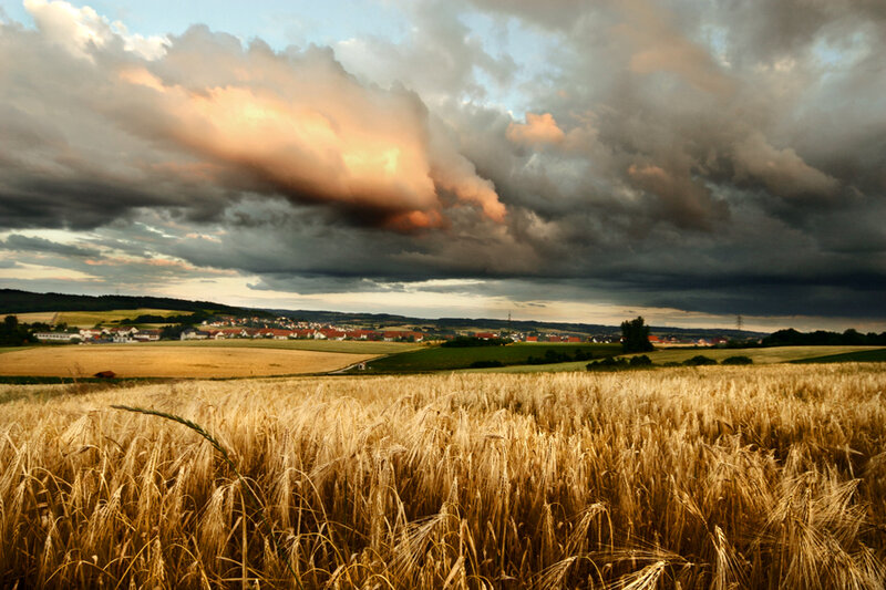 Wheat Field at Sunset — Gold, Dramatic, Photograph, Clouds
