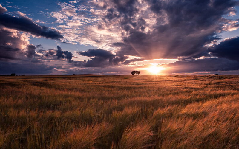 Wheat Field at Sunset — Gold, Dramatic, Photograph, Clouds, Tree