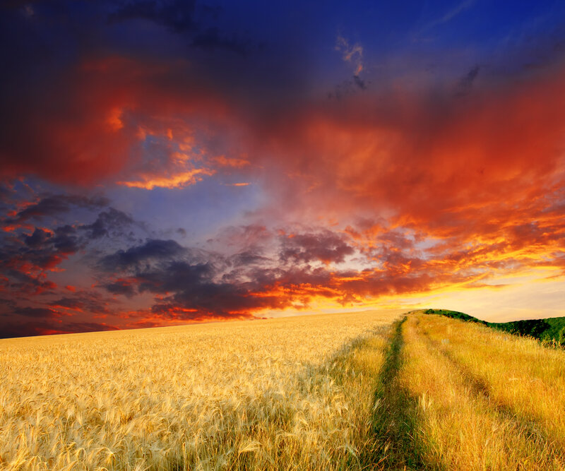 Wheat Field at Sunset — Gold, Dramatic, Photograph, Path, Clouds, Hill