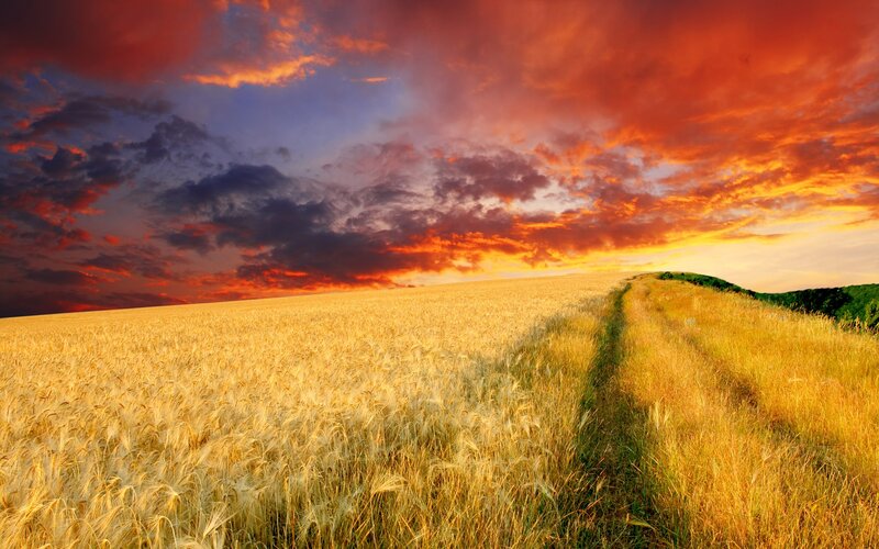 Wheat Field at Sunset — Gold, Dramatic, Photograph, Path