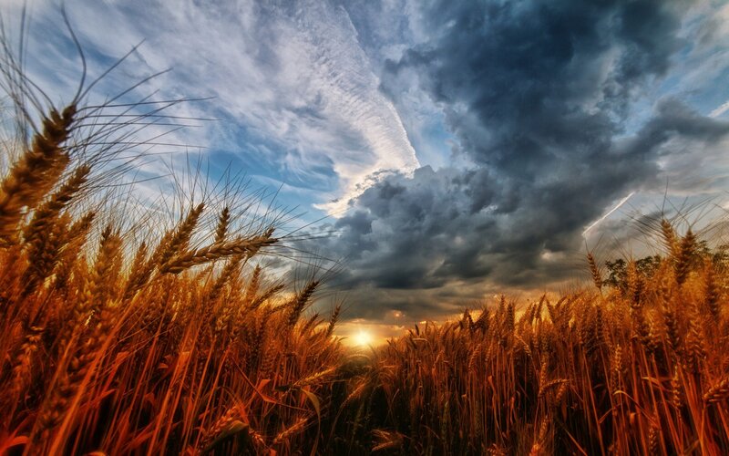 Wheat Field at Sunset — Gold, Dramatic, Photograph, Sky, Clouds