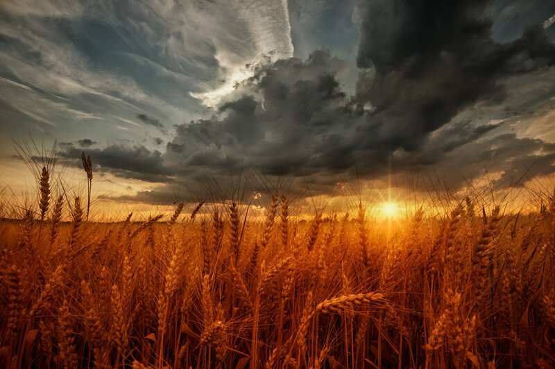 Wheat Field at Sunset — Gold, Dramatic, Photograph, Sky