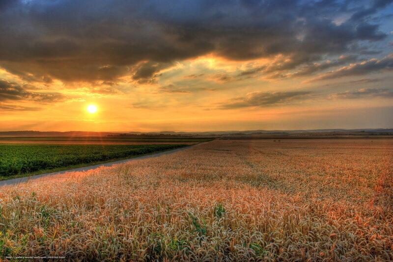 Wheat Field at Sunset — Gold, Dramatic, Photograph, Sun, Clouds, Road