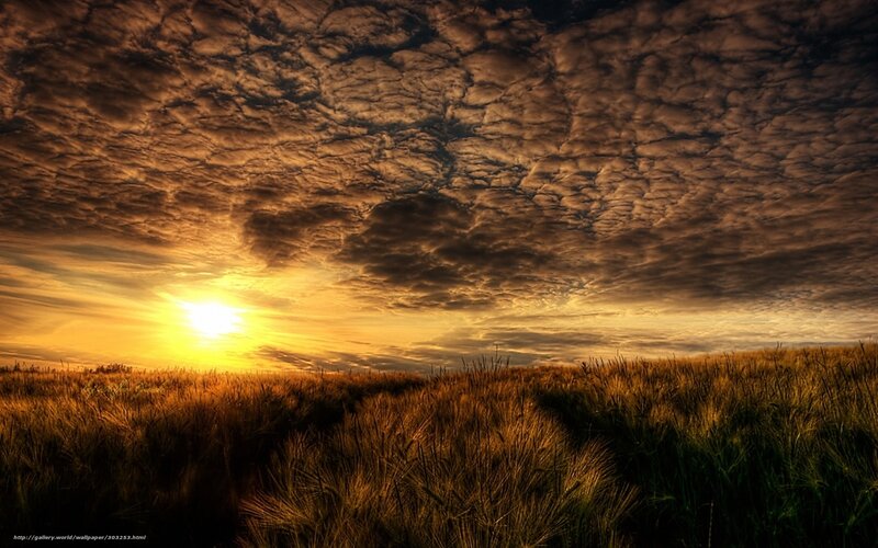 Wheat Field at Sunset — Gold, Dramatic, Photograph, Sun, Clouds
