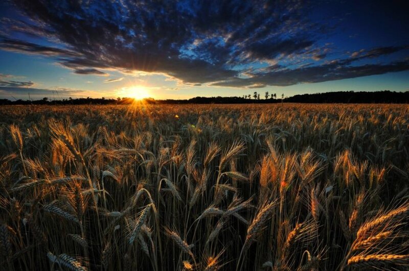 Wheat Field at Sunset — Gold, Dramatic, Photograph, Sun, Clouds, Trees, Blue