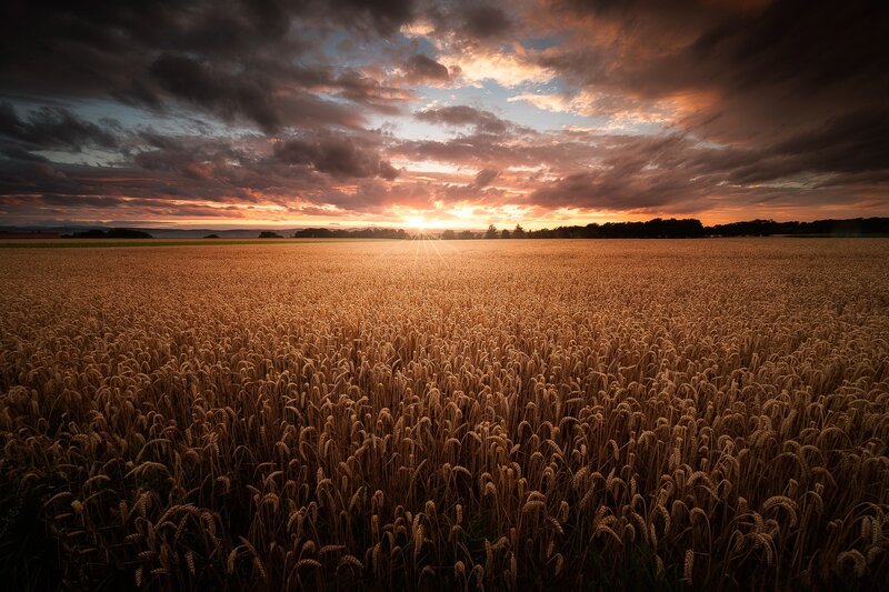 Wheat Field at Sunset — Gold, Dramatic, Photograph, Sun, Clouds, Trees