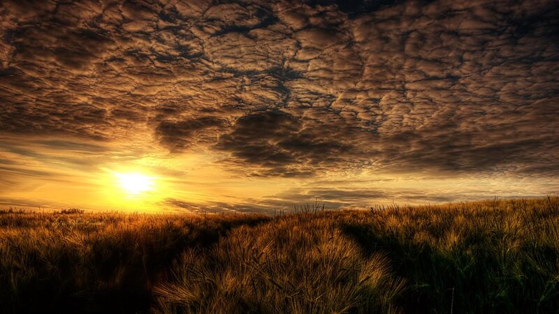 Wheat Field at Sunset — Gold, Dramatic, Photograph, Sun