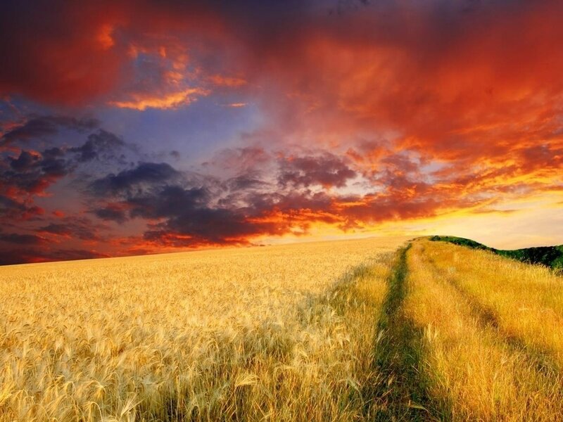 Wheat Field at Sunset — Gold, Dramatic, Photograph