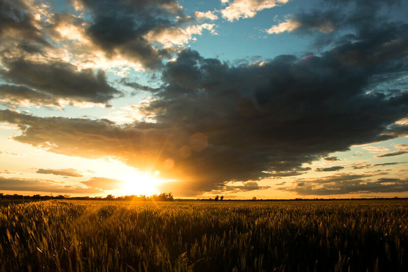 Wheat Field at Sunset — Gold, Dramatic
