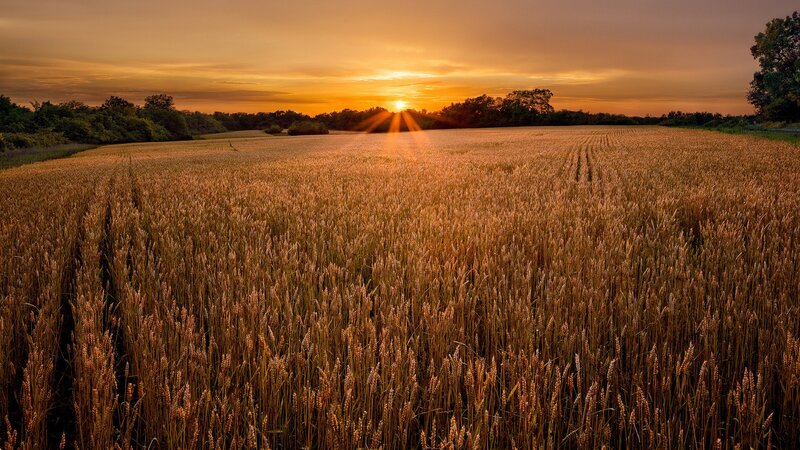 Wheat Field at Sunset — Gold, Photograph