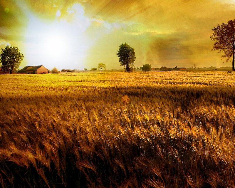 Wheat Field at Sunset — Gold, Serene, Photograph, Barn