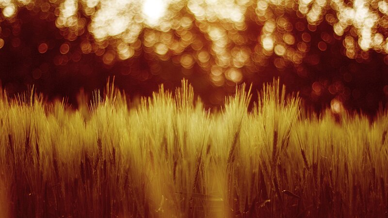 Wheat Field at Sunset — Gold, Serene, Photograph, Grain, Sunlight, Bokeh