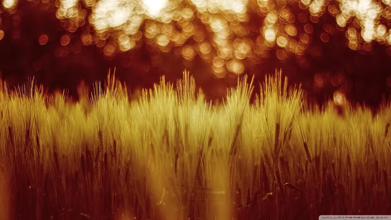 Wheat Field at Sunset — Gold, Serene, Photograph, Grain