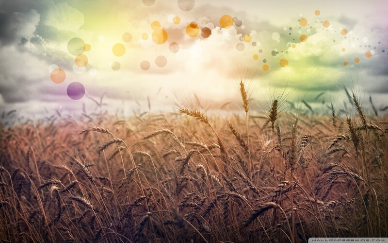 Wheat Field at Sunset — Gold, Serene, Photograph, Sky, Clouds, Bokeh, Brown