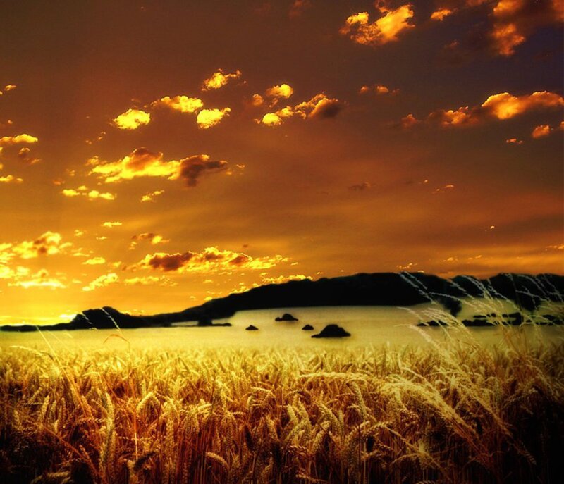 Wheat Field at Sunset — Gold, Serene, Photograph, Sky, Clouds