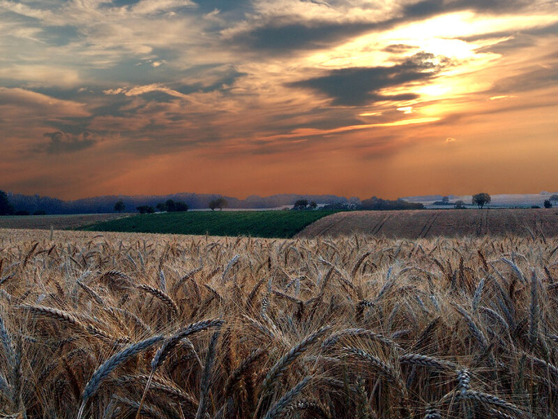 Wheat Field at Sunset — Gold, Serene, Photograph, Sky