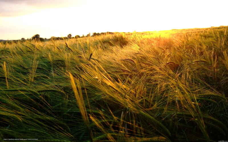 Wheat Field at Sunset — Gold, Serene, Photograph, Sky, Trees