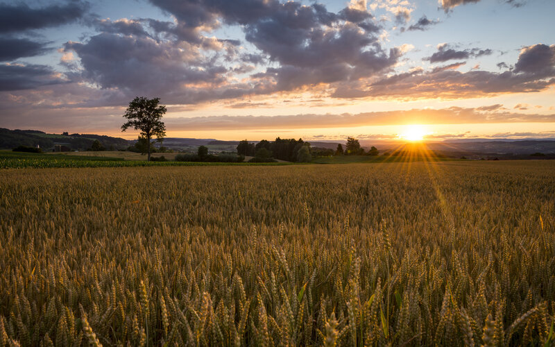Wheat Field at Sunset — Gold, Serene, Photograph, Sun, Clouds