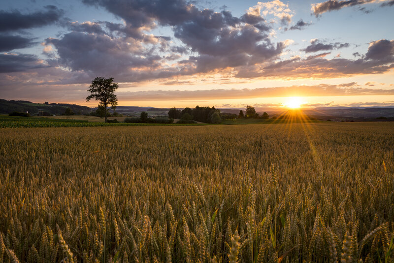 Wheat Field at Sunset — Gold, Serene, Photograph, Sun, Clouds, Tree