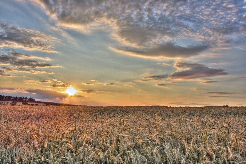 Wheat Field at Sunset — Gold, Serene, Photograph, Sun, Clouds, Trees, Blue, Brown