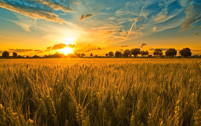 Wheat Field at Sunset — Gold, Serene, Photograph, Sun, Clouds, Trees, Orange, Blue