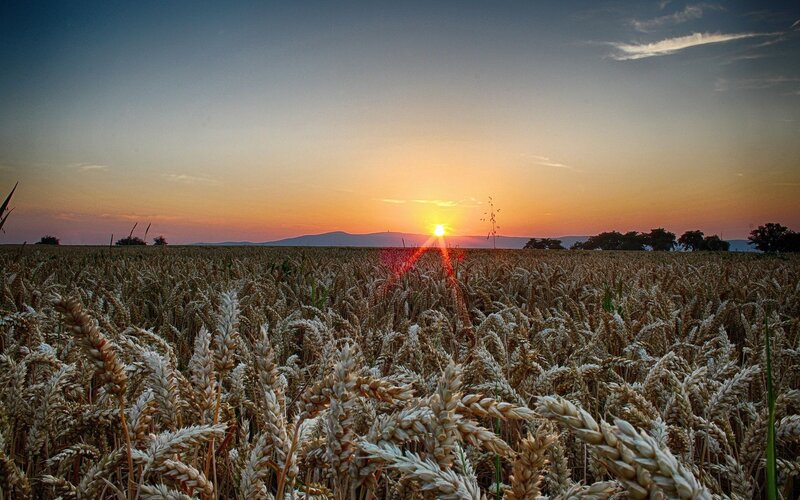Wheat Field at Sunset — Gold, Serene, Photograph, Sun, Mountains, Trees