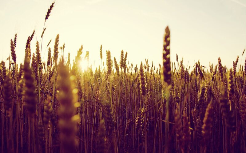 Wheat Field at Sunset — Gold, Serene, Photograph, Sun, Sky, Yellow