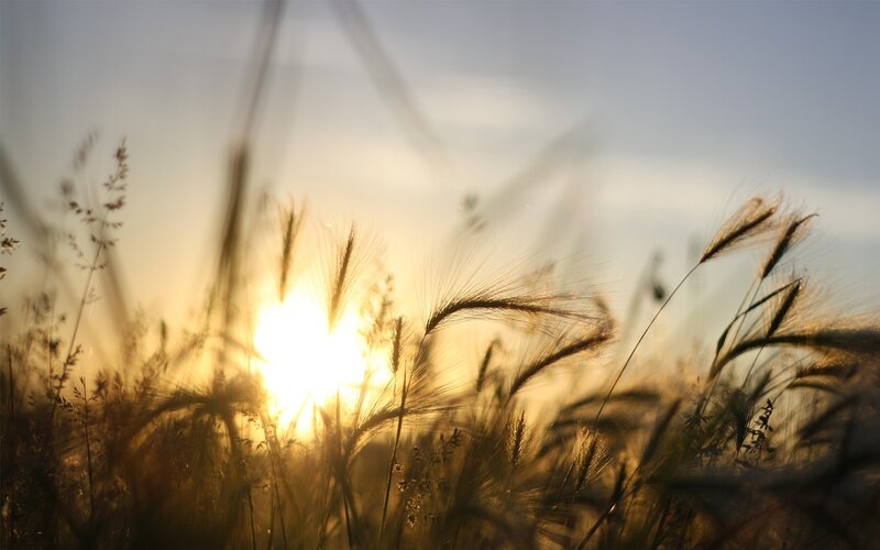 Wheat Field at Sunset — Gold, Serene, Photograph, Sun