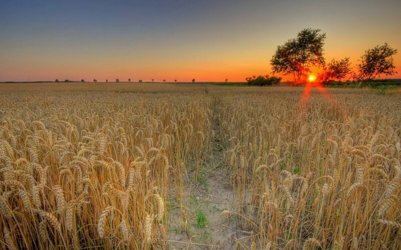 Wheat Field at Sunset — Gold, Serene, Photograph, Sun, Tree, Path