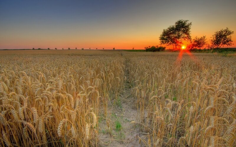 Wheat Field at Sunset — Gold, Serene, Photograph, Sun, Tree