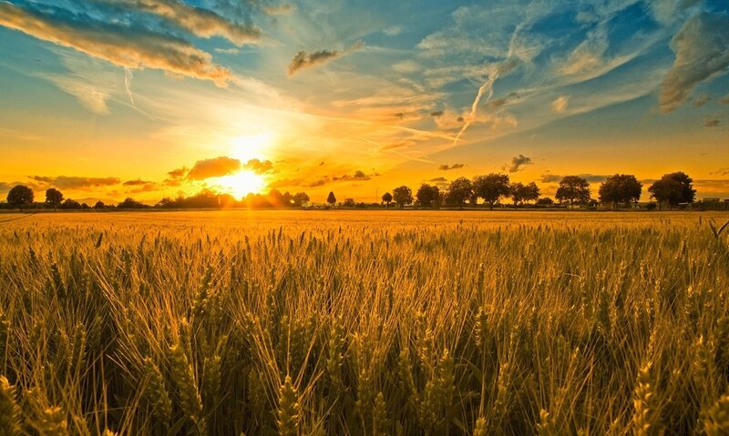 Wheat Field at Sunset — Gold, Serene, Photograph, Sun, Trees, Sky, Blue, Orange