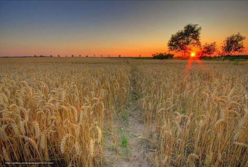 Wheat Field at Sunset — Gold, Serene, Photograph, Sun, Trees