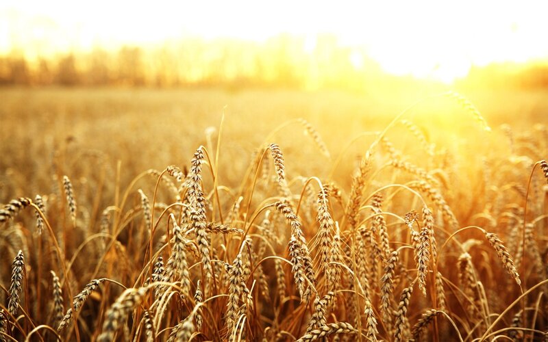 Wheat Field at Sunset — Gold, Serene, Photograph, Sunlight, Sky, Yellow