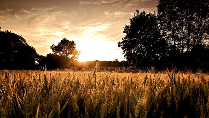 Wheat Field at Sunset — Gold, Serene, Photograph, Trees