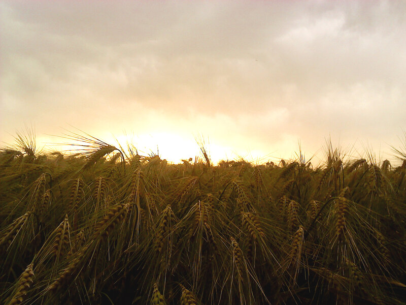 Wheat Field at Sunset — Gold, Serene