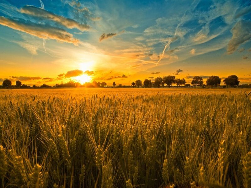 Wheat Field at Sunset — Gold, Sun