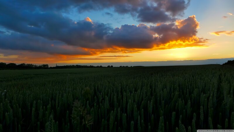 Wheat Field at Sunset — Green, Dramatic, Photograph, Clouds